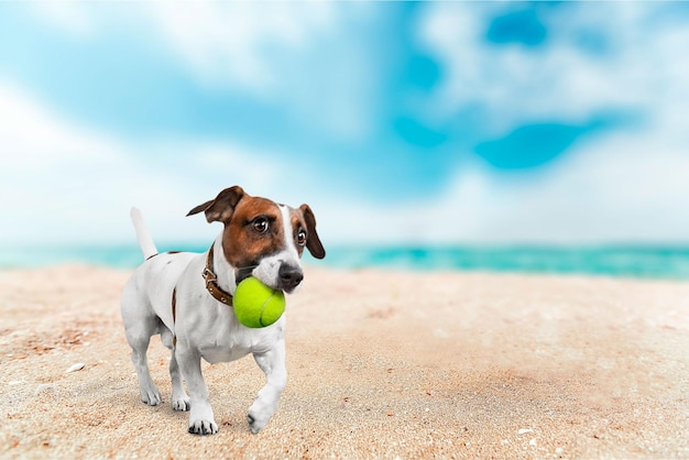 Jack russell terrier y pelota de tenis