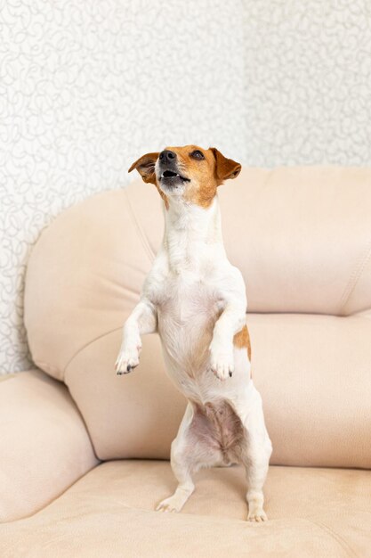 Jack Russell terrier Un perro de pura sangre se para sobre sus patas traseras Temas de animales