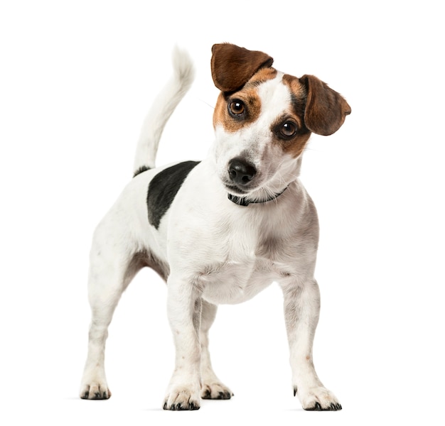 Jack Russell Terrier de pie, aislado en blanco