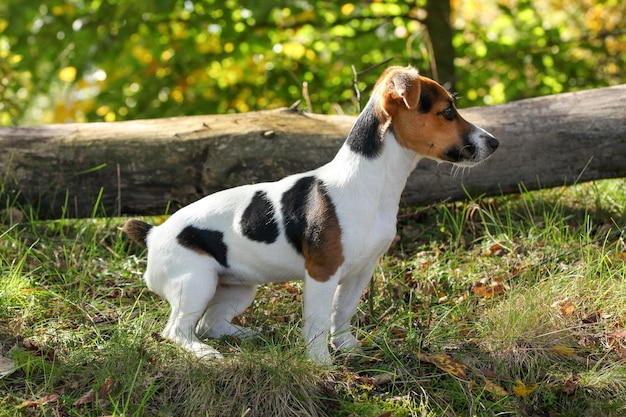 Jack Russell terrier de pie en la hierba del bosque bajo, el sol brillando sobre ella, pequeño fondo de árbol caído.