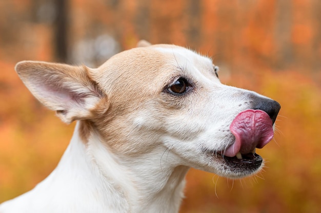 Jack Russell Terrier Porträt eines reinrassigen Hundes Tierthemen