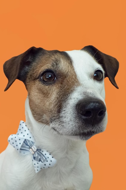 Foto jack russell terrier portrait süßer reinrassiger hund auf orangefarbenem hintergrund