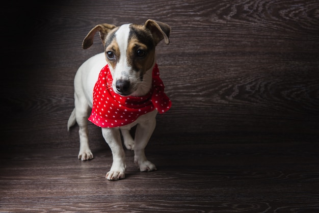 Jack Russell Terrier posiert