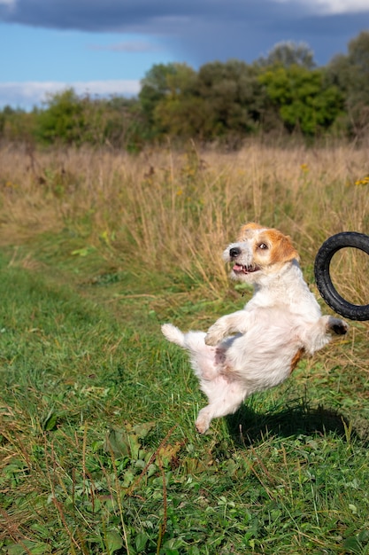 Jack russell terrier pulando atrás de um anel de borracha preto na grama