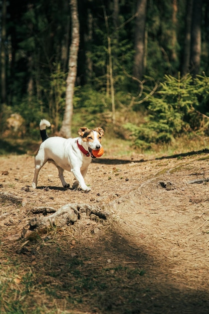 Jack Russell Terrier r im Park spazieren