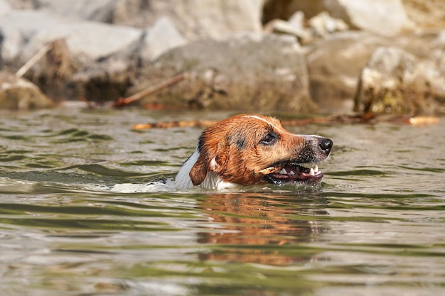 Jack Russell Terrier schwimmt mit Holzstab in den Zähnen, nur ihr Kopf ist über Wasser sichtbar.