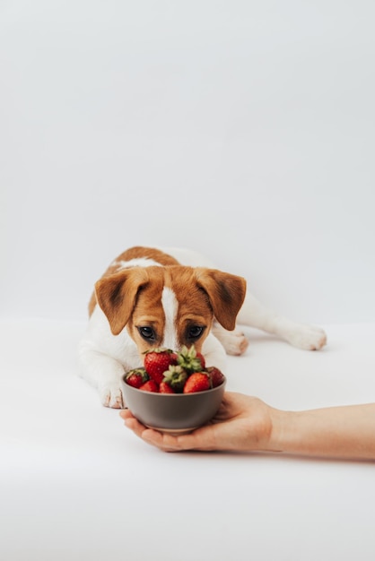 Jack Russell Terrier sechs Monate alt sitzt neben dem Teller mit Erdbeeren auf weißem Hintergrund