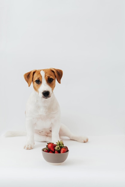 Jack Russell Terrier seis meses sentado perto do prato com morangos no fundo branco