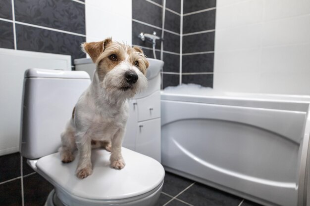 Foto jack russell terrier está sentado en el baño en un inodoro blanco