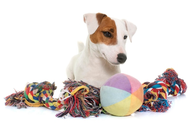 Foto jack russell terrier sentado contra um fundo branco