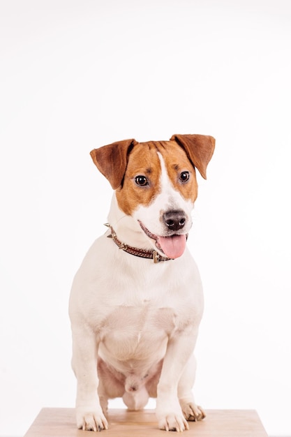 Jack Russell Terrier sentado em frente a um fundo branco