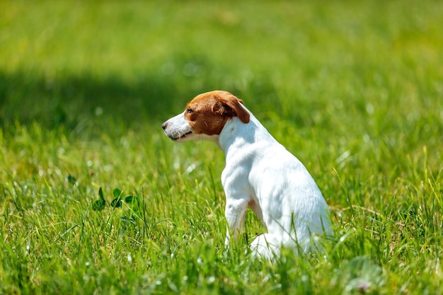 Jack Russell Terrier sitzt im Gras