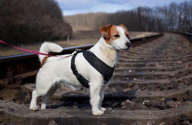 Un jack russell terrier sobre raíles realiza la tarea de desminado de vías férreas Perro zapador