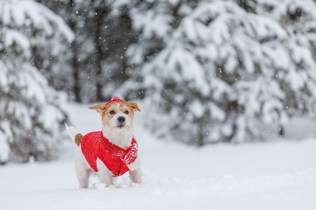 Jack Russell Terrier en un sombrero de chaqueta roja y bufanda se encuentra en el bosque Hay una tormenta de nieve en el concepto de Navidad de fondo