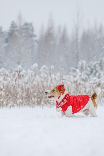 Jack Russell Terrier en un sombrero de chaqueta roja y bufanda se encuentra en el bosque Hay una tormenta de nieve en el concepto de Navidad de fondo