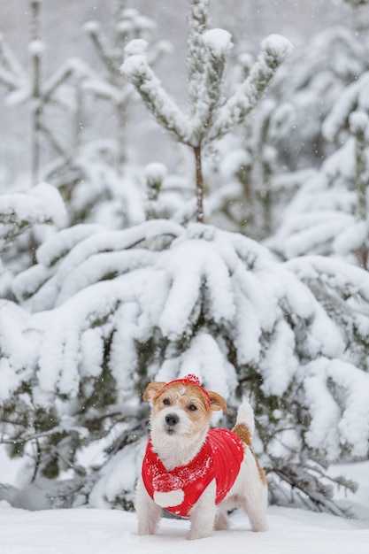 Jack Russell Terrier en un sombrero de chaqueta roja y bufanda se encuentra en el bosque Hay una tormenta de nieve en el concepto de Navidad de fondo