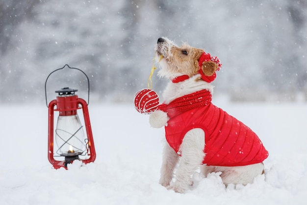 Jack Russell Terrier con un sombrero de chaqueta roja y una bufanda se sienta junto a una lámpara de queroseno en llamas en el bosque Hay una tormenta de nieve en el concepto de Navidad de fondo