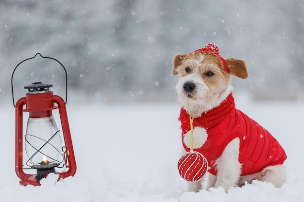 Jack Russell Terrier con un sombrero de chaqueta roja y una bufanda se sienta junto a una lámpara de queroseno en llamas en el bosque Hay una tormenta de nieve en el concepto de Navidad de fondo