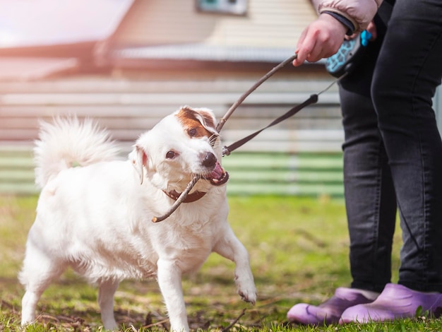 Jack Russell Terrier spielt mit einem Stock Das Konzept der Freundschaftshaustiere