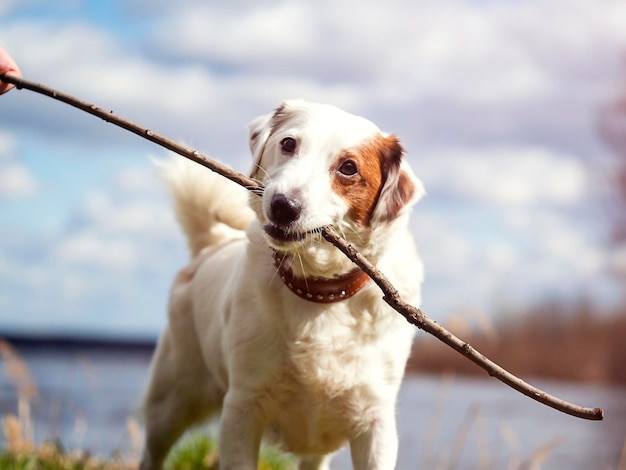 Jack Russell Terrier spielt mit einem Stock Das Konzept der Freundschaftshaustiere