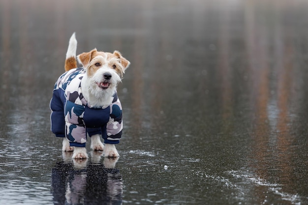 Jack Russell Terrier steht auf dem Eis eines Sees in einem Winterwald Ein Hund in einer blauen warmen Daunenjacke auf einem Hintergrund aus grünen Kiefern Das Tier spiegelt sich im gefrorenen Wasser wider