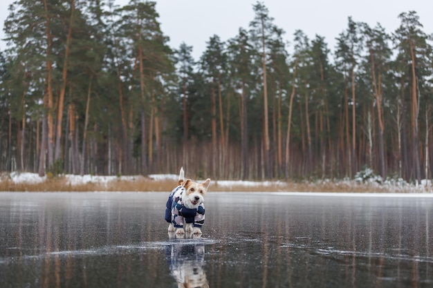 Jack Russell Terrier steht auf dem Eis eines Sees in einem Winterwald Ein Hund in einer blauen warmen Daunenjacke auf einem Hintergrund aus grünen Kiefern Das Tier spiegelt sich im gefrorenen Wasser wider
