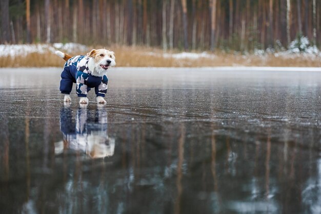 Jack Russell Terrier steht auf dem Eis eines Sees in einem Winterwald Ein Hund in einer blauen warmen Daunenjacke auf einem Hintergrund aus grünen Kiefern Das Tier spiegelt sich im gefrorenen Wasser wider