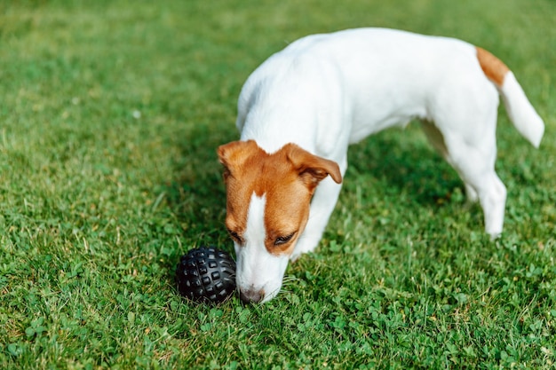 Jack Russell Terrier steht im Gras