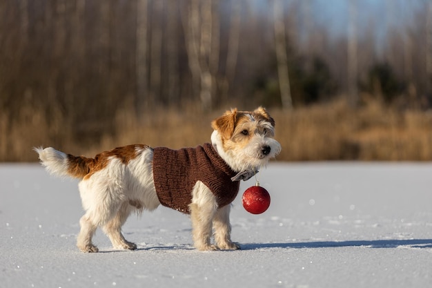 Jack Russell Terrier en un suéter de punto marrón sostiene una bola roja de juguete en su boca Perro en la nieve contra el fondo del bosque