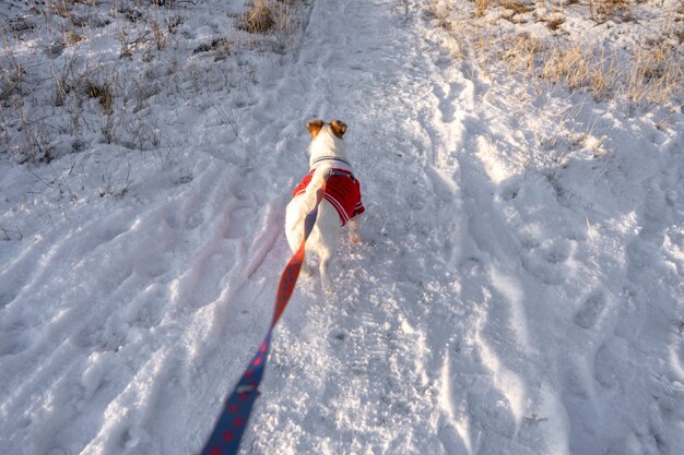 Jack Russell Terrier tragen im roten Pullover beim Gehen mit Schnee im Winter