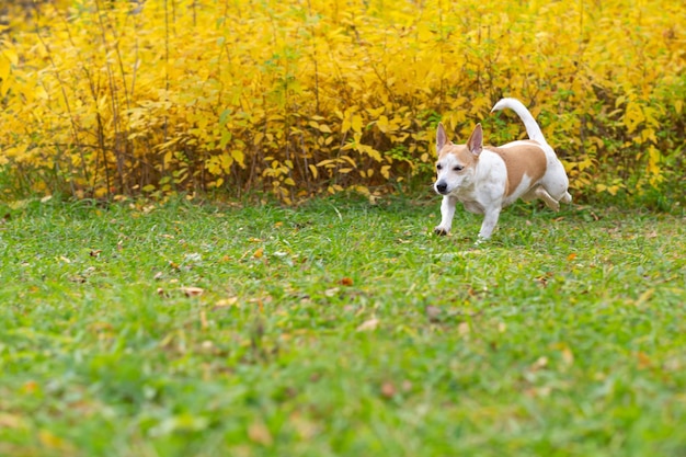 Jack Russell terrier Um cão puro-sangue em um parque público Animais de estimação