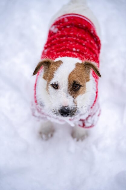 Jack russell terrier usa suéter rojo mientras camina con nieve en invierno