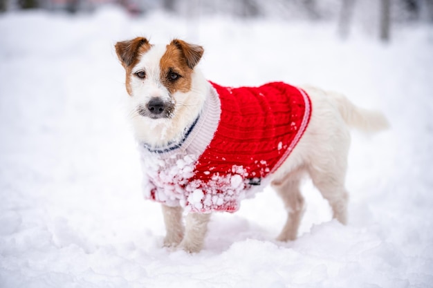 Jack russell terrier usa suéter rojo mientras camina con nieve en invierno