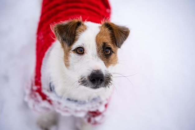 Jack russell terrier usa suéter vermelho durante a caminhada com neve no inverno