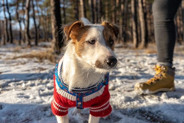 Jack russell terrier usa um suéter vermelho durante uma caminhada com neve no inverno