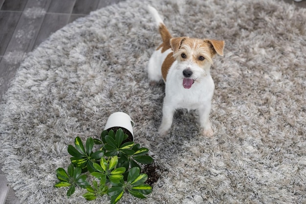 Jack Russell Terrier virou o vaso de plantas no tapete Bagunça na casa