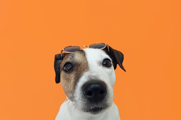 Jack Russell Terrier Vollbluthund auf orangefarbenem Hintergrund Platz kopieren