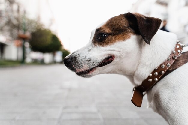 Jack Russell Terrier Welpe auf der Straße Nahaufnahme Foto Aktiver Lebensstil von Hunden