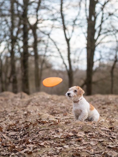 Jack Russell Terrier Welpe fängt Frisbee im Wald