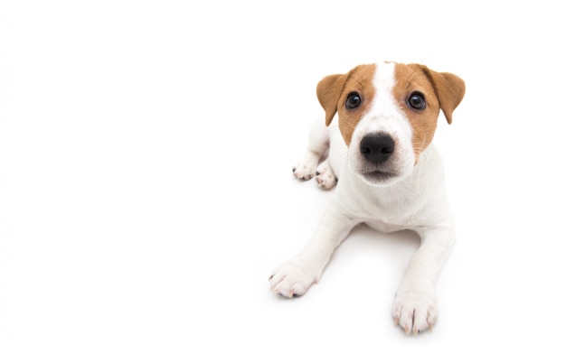 Jack Russell Terrier Welpe isoliert