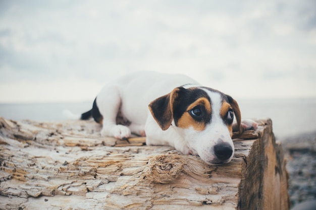 Jack Russell Terrier Welpe liegt auf einem Baumstamm