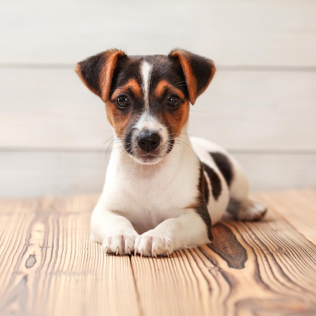 Jack Russell Terrier Welpe, Verlegung auf Bretterboden. Studioaufnahme.