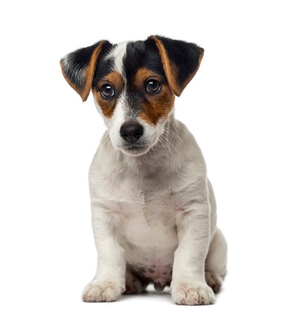 Jack Russell Terrier Welpe vor einer weißen Wand