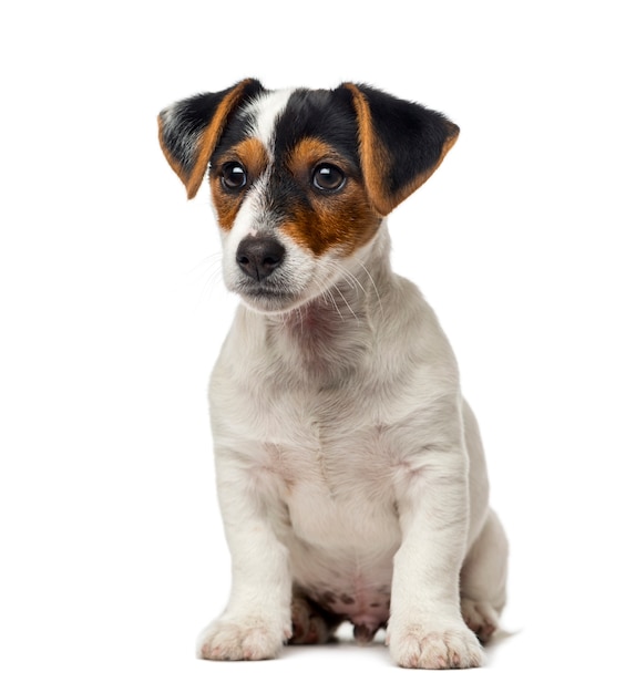 Jack Russell Terrier Welpe vor einer weißen Wand