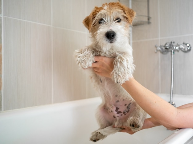 Jack Russell Terrier Welpe wird im Badezimmer gewaschen