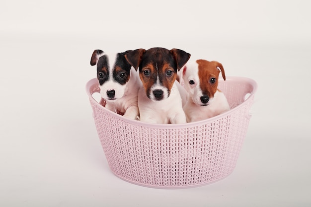 Jack Russell Terrier-Welpen in einem rosa Korb auf einem weißen Hintergrund