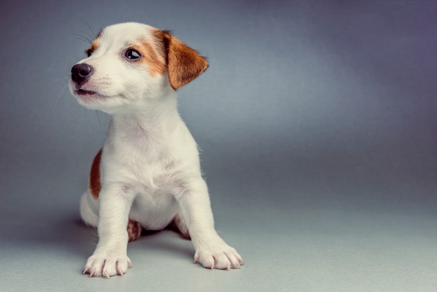 Jack Russell Terrier-Welpensitzen