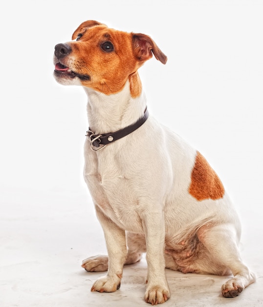 Jack Russell Terrier