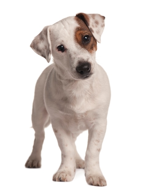 Jack Russell Terrier