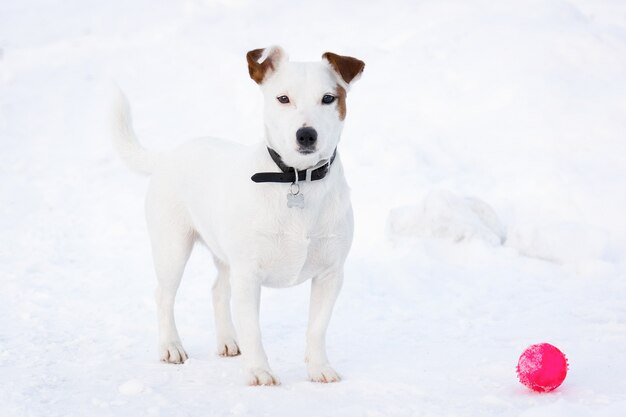 Jack Russell terrier